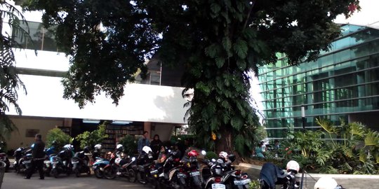 Mitos pohon kelapa bercabang dua di pelataran parkir TIM