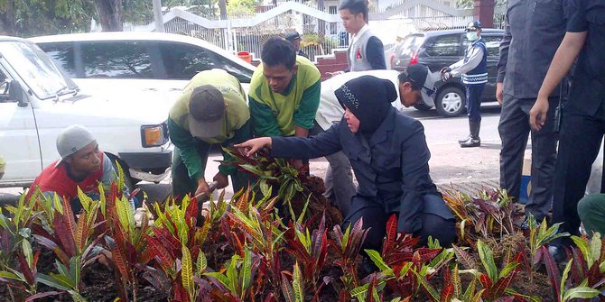 Tanaman Langka Rusak Pohon Sosis Taman Bungkul Cuma