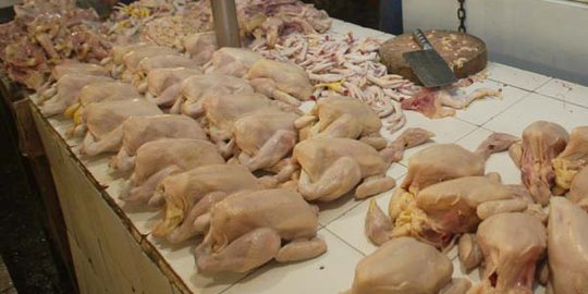 MUI salahkan Kementan soal  beredarnya ayam haram