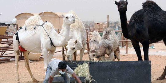 Menengok nasib pedagang unta di Arab pasca-merebaknya virus MERS