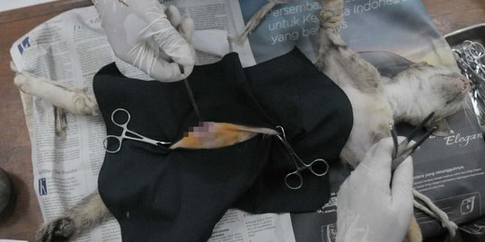 Mengintip operasi pemandulan kucing oleh Dinas Peternakan DKI