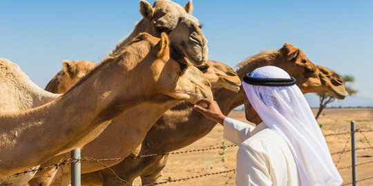 Tidak takut virus MERS, pria Saudi cium unta
