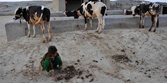 Kisah bocah pemungut kotoran sapi di Afghanistan