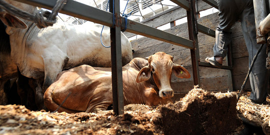 Bikin peternakan sapi, Australia siap gelontorkan Rp 200 triliun