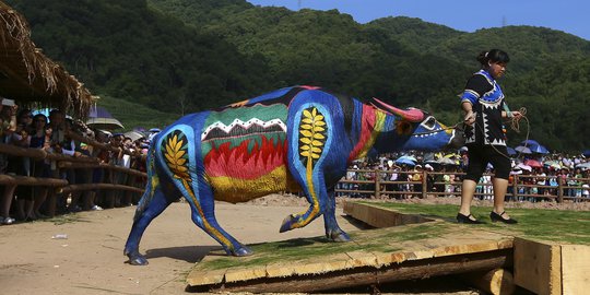 Uniknya kompetisi body painting kerbau di China