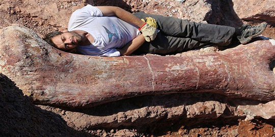 Peneliti temukan fosil hewan terbesar yang pernah hidup di bumi