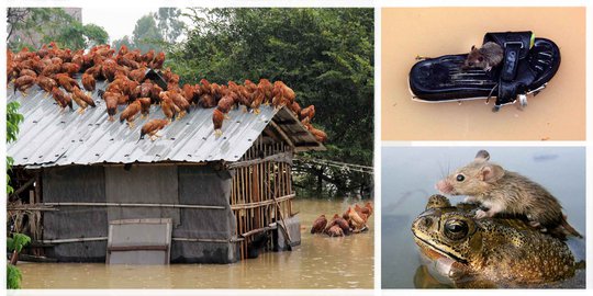Potret unik ketika para binatang terkepung banjir