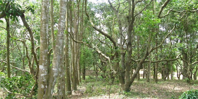 Hasilkan panen Rp 25 juta dengan tanam pohon gaharu  