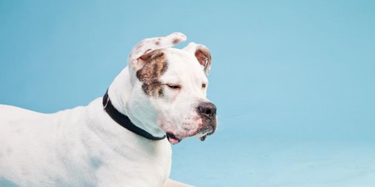anjing rev3