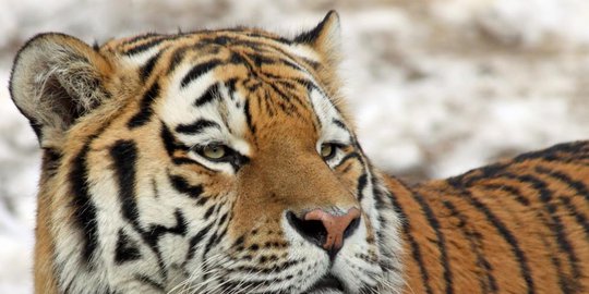 dimakan harimau rev3