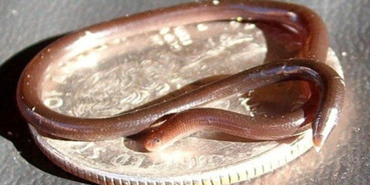 7 hewan dengan ukuran tubuh super kecil di dunia