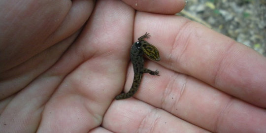 7 hewan dengan ukuran tubuh super kecil di dunia
