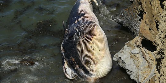 Paus Sirip 70 ton mati terdampar