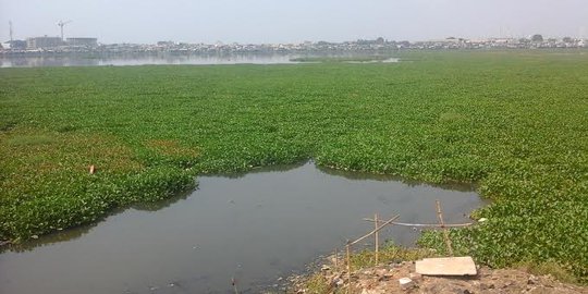 Waduk Pluit kembali dipenuhi eceng gondok