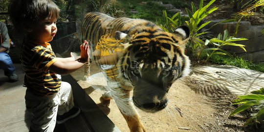 Harimau Sumatera di San Diego tempati kandang baru Rp 224 M