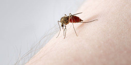 Jembrana waspadai serangan chikungunya, banyak warga jadi korban