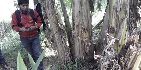 BKSDA Jateng: Kami belum bisa simpulkan itu beruang