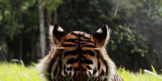 harimau masuk permukiman warga rev4