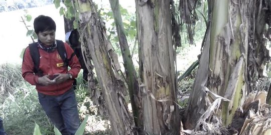 kulon banyumas digegerkan penampakan beruang rev4