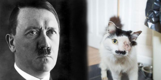 Gara-gara mirip Hitler, kucing di Inggris disiksa