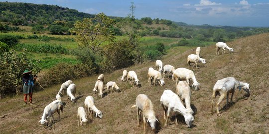 Kembangkan peternakan di Kaltim, Kementan beri 300 ekor kambing