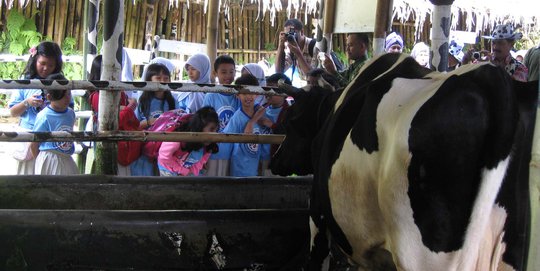 Kementan ajak anak-anak lihat proses perah susu sapi