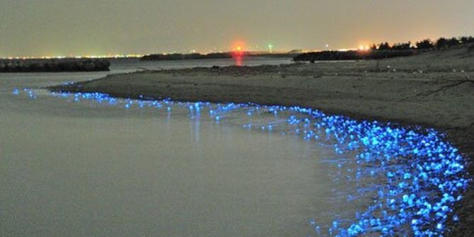 Indahnya pantai  Teluk Toyama yang menyala biru di malam 