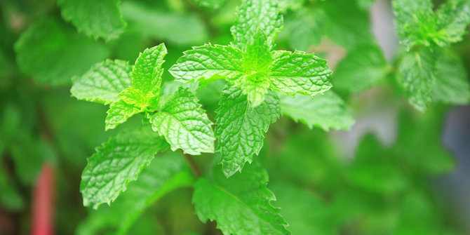 Ini 9 manfaat kesehatan yang ada di dalam daun mint