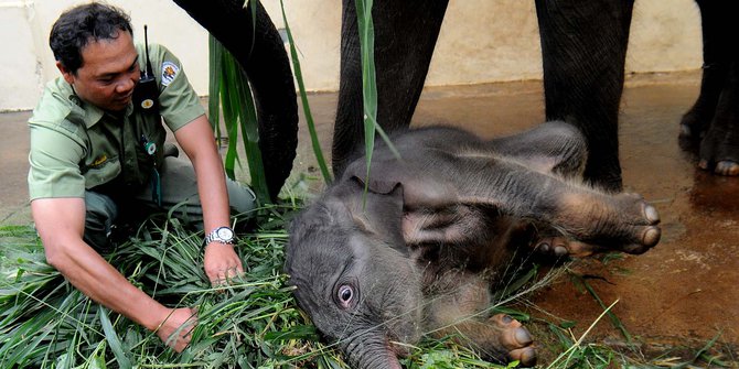 Mengintip Kerja Para Mak Comblang Hewan Buas Di Taman Safari