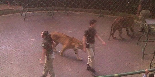 Butuh nyali besar untuk jadi mak comblang harimau