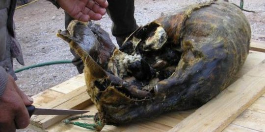 7 makanan berbau paling busuk di dunia