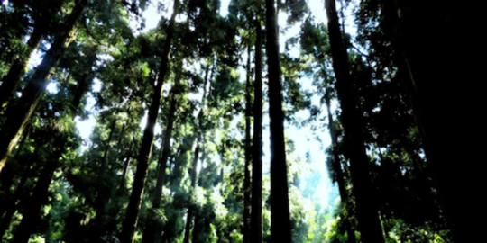 7 hutan angker yang banyak diburu pecinta misteri