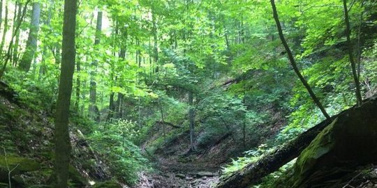 state forest amerika serikat