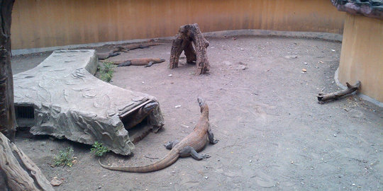 Diduga keracunan tikus, Komodo di KBS ditemukan mati