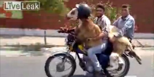 Video kocak dua pemuda Iran bawa kambing pakai helm