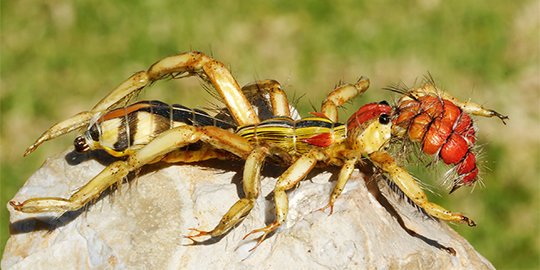 10 laba-laba terbesar di dunia