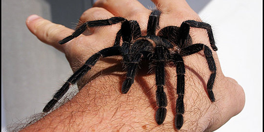10 laba-laba terbesar di dunia