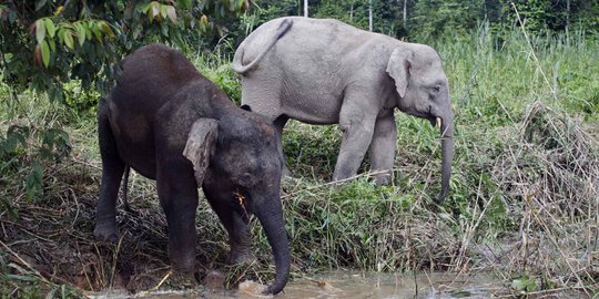 Cerita gajah mini di Kalimantan Timur yang dianggap punah