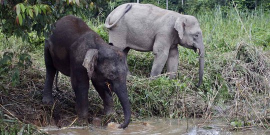 Kisah gajah mini asal Kalimantan yang punah