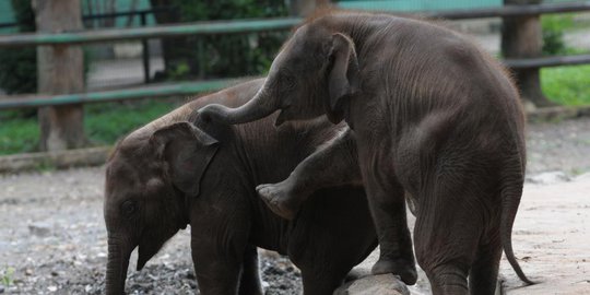 borneo disebut keturunan gajah sultan sulu rev2