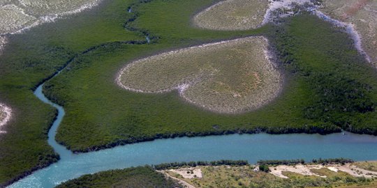 Heart of Voh, hutan unik berbentuk hati di Kaledonia Baru