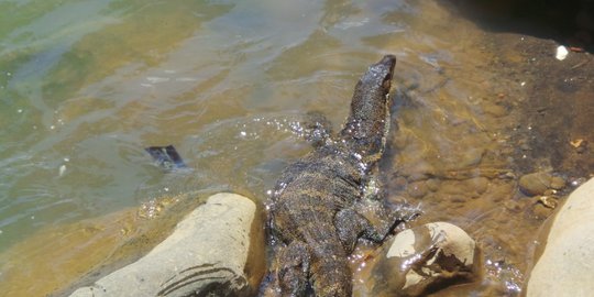 Biawak raksasa pemangsa ayam ditangkap warga Nganjuk