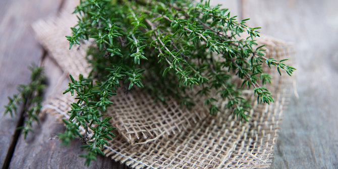 400 Gambar Daun Herbal 400 Gambar Daun Herbal