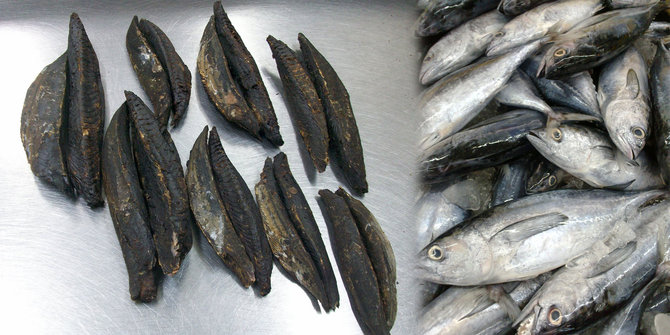 Sulut ekspor ikan  kayu  ke Jepang merdeka com