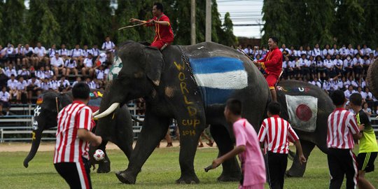 Sambut Piala Dunia, gajah Thailand ikut pertandingan sepakbola