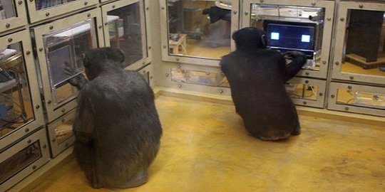 Simpanse tak lama lagi lebih cerdas dari manusia