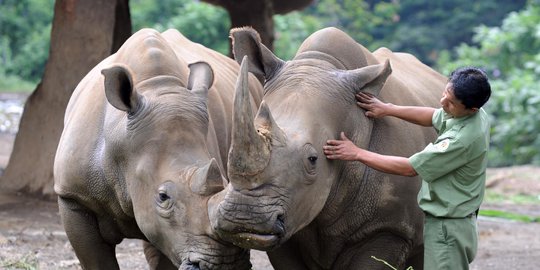 Pemkab Pandeglang bangun kampung wisata perajin patung badak