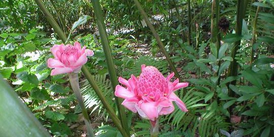 botanical garden barbados