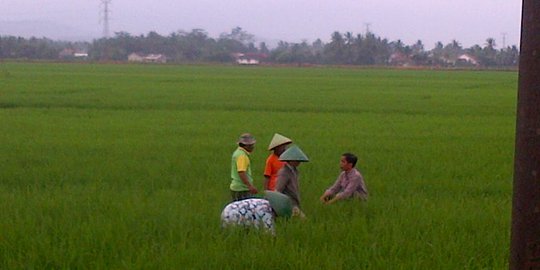 Kepada Jokowi, petani Cilacap ngeluh hasil padi berkurang 2 ton