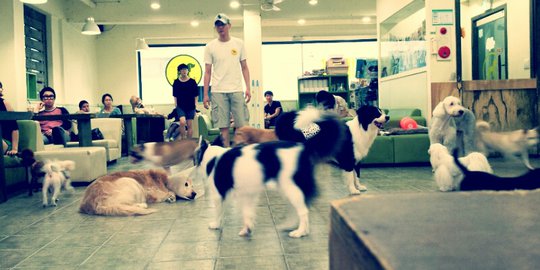 ini 5 kafe unik yang 'dikuasai' hewan!